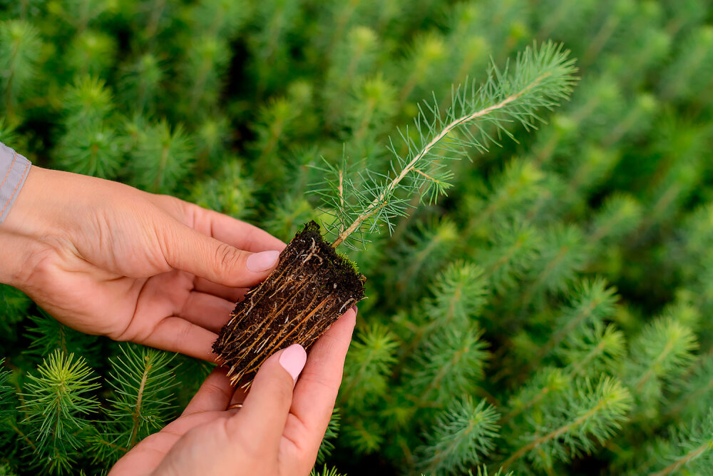Сыктывкарский ЛПК подвел итоги лесовосстановления в 2025 году Сыктывкарский ЛПК подвел итоги лесовосстановления в 2025 году