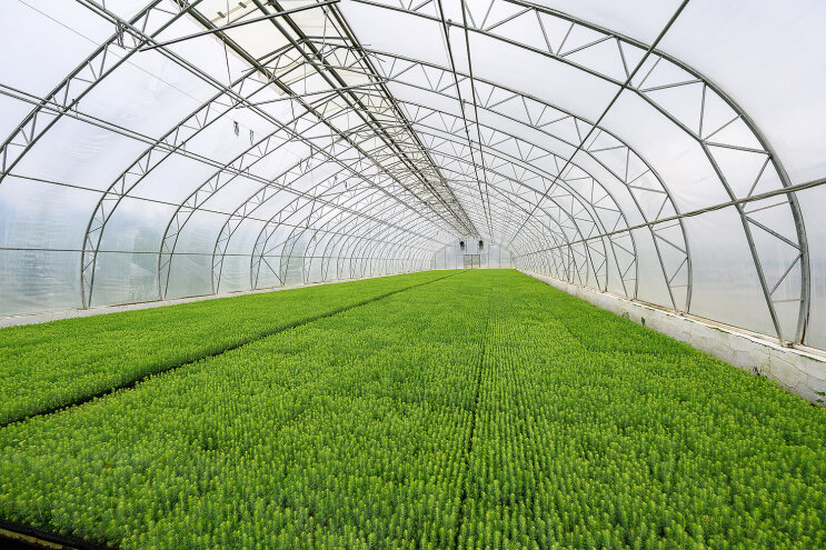 Сыктывкарский ЛПК подвел итоги лесовосстановления в 2025 году Сыктывкарский ЛПК подвел итоги лесовосстановления в 2025 году